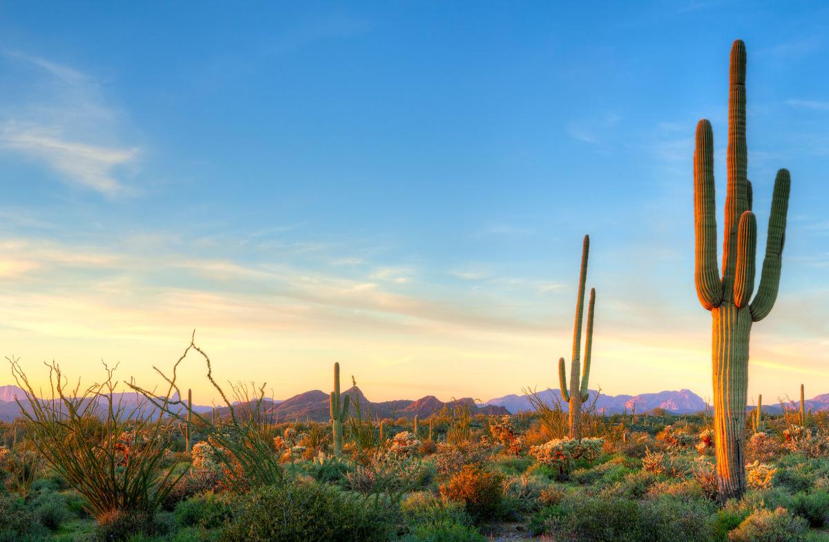 Arizona Desert